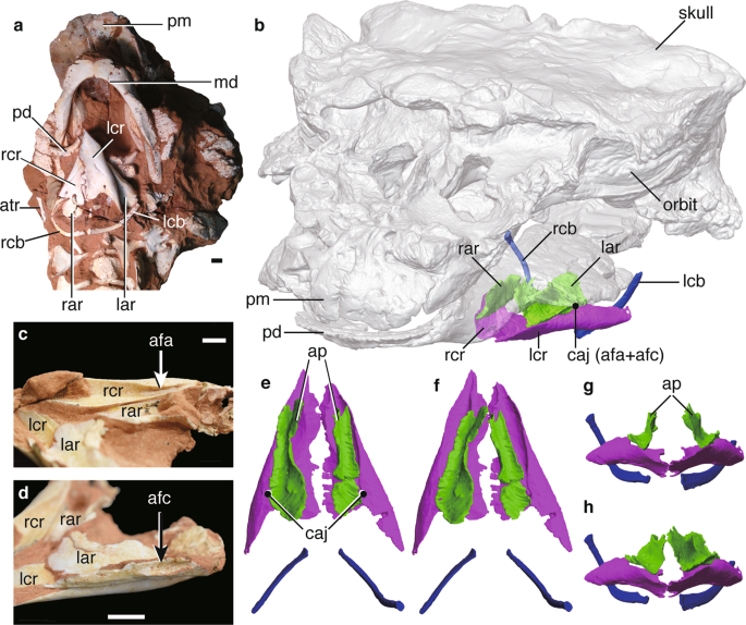 Fig. 1: in situ hyolaryngeal apparatus and skull of Pinacosaurus .