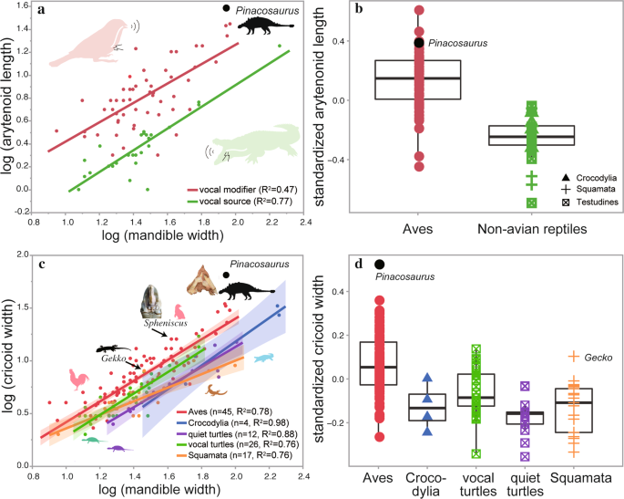 Fig. 2: Morphometrics of larynges of reptiles and birds.
