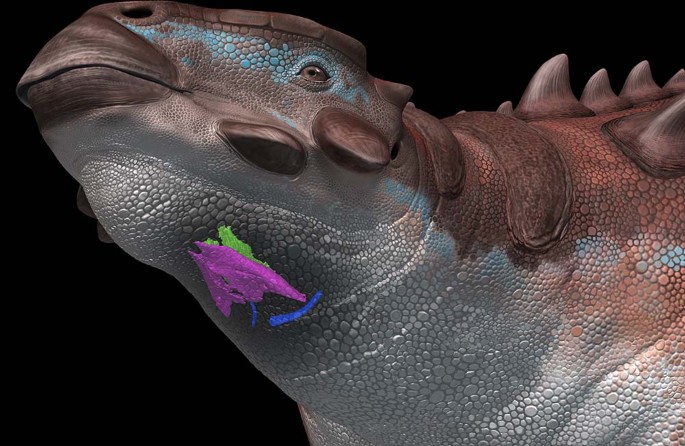 Fig. 3: Hyolaryngeal apparatus of Pinacosaurus in a life restoration.