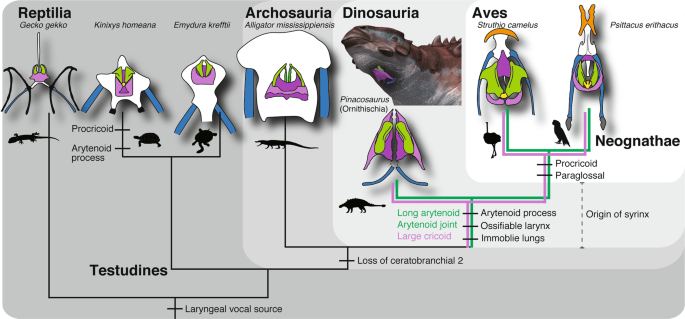 Fig. 4: Evolution of hyolaryngeal apparatus in Archosauria.