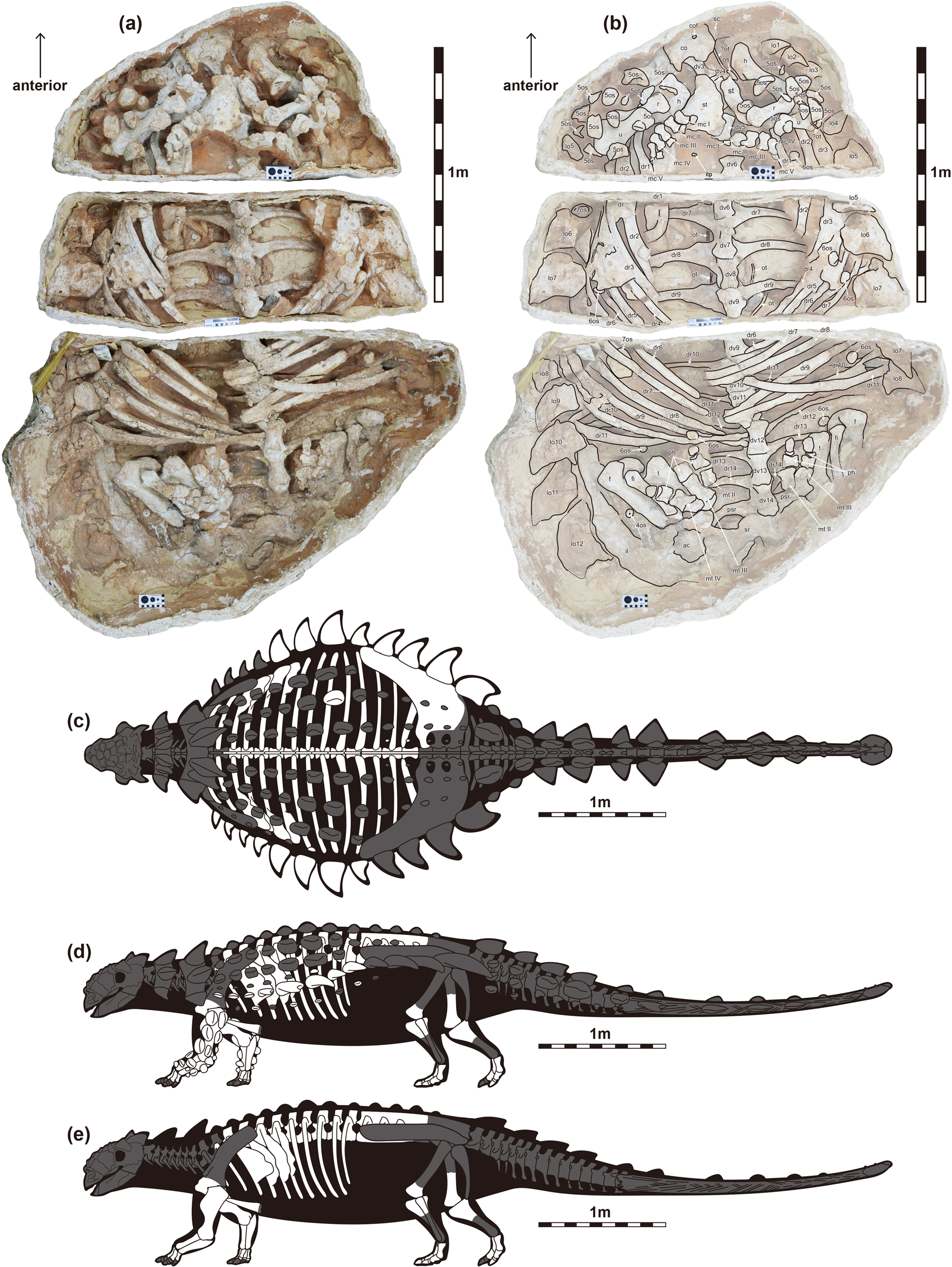 The new ankylosaurid postcranial specimen (MPC-D 100/1359). (a) Photograph and (b) line drawing