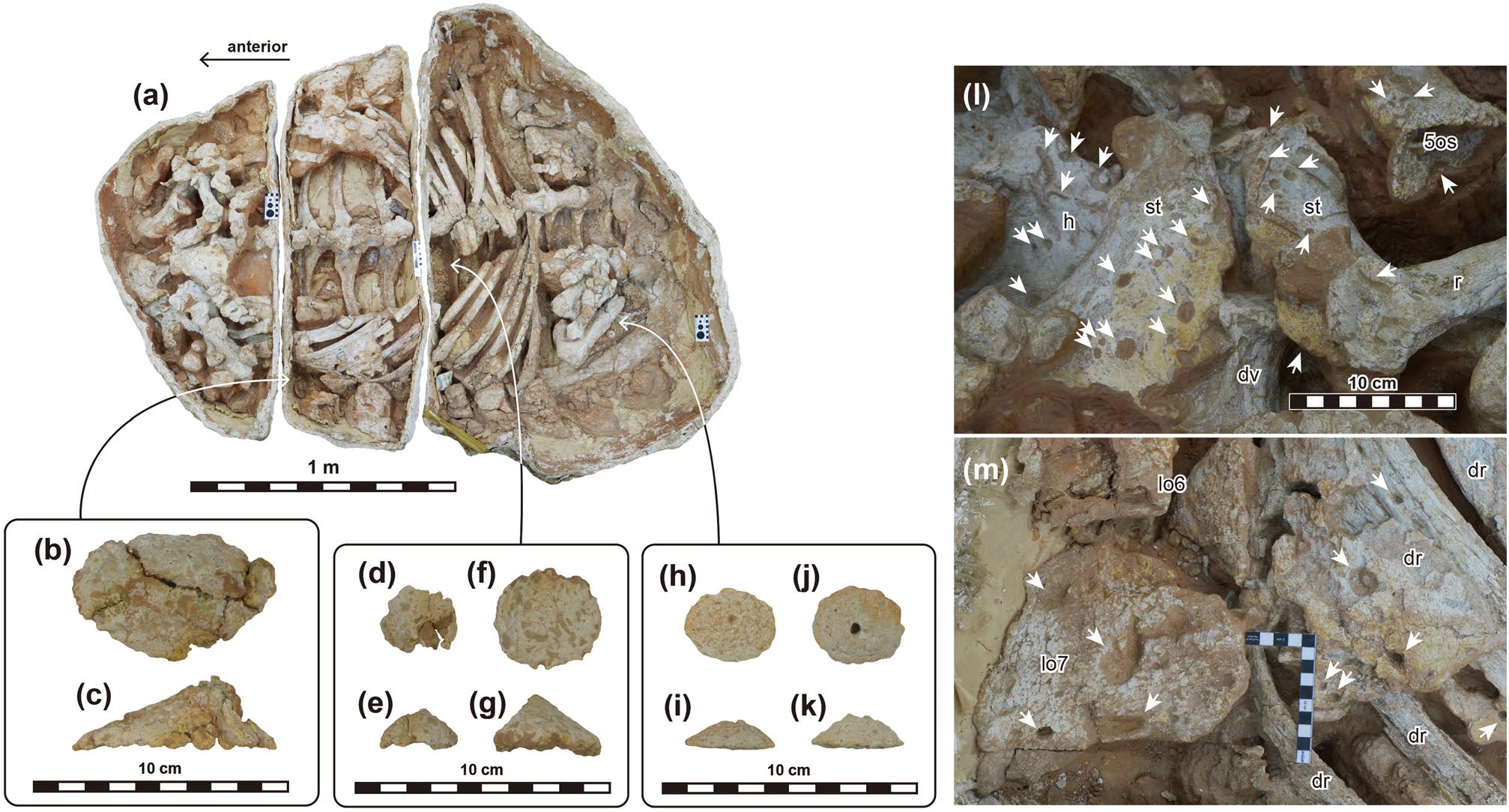 Selected osteoderms (a–k) and feeding traces of dermestid beetles (l and m). (a) MPC-D 100/1359