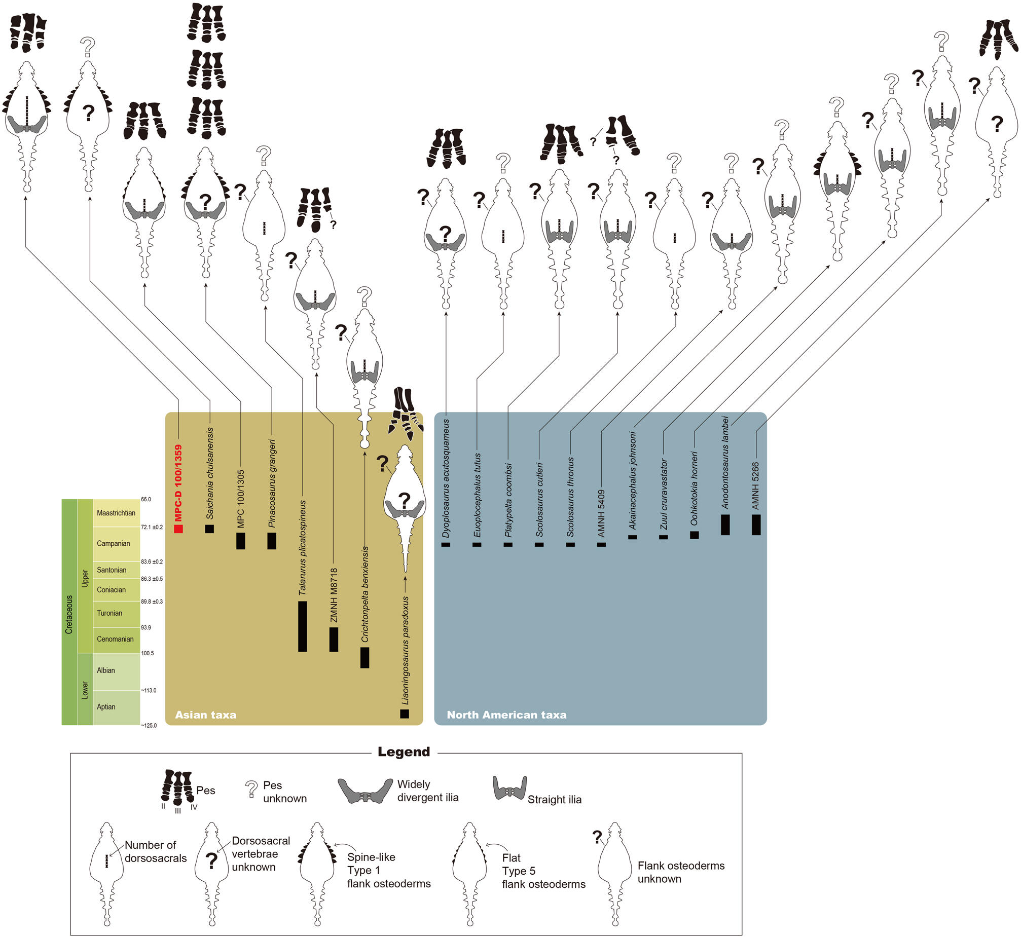 The temporal range of all known ankylosaurids with either well-preserved sacral rods and pelvic