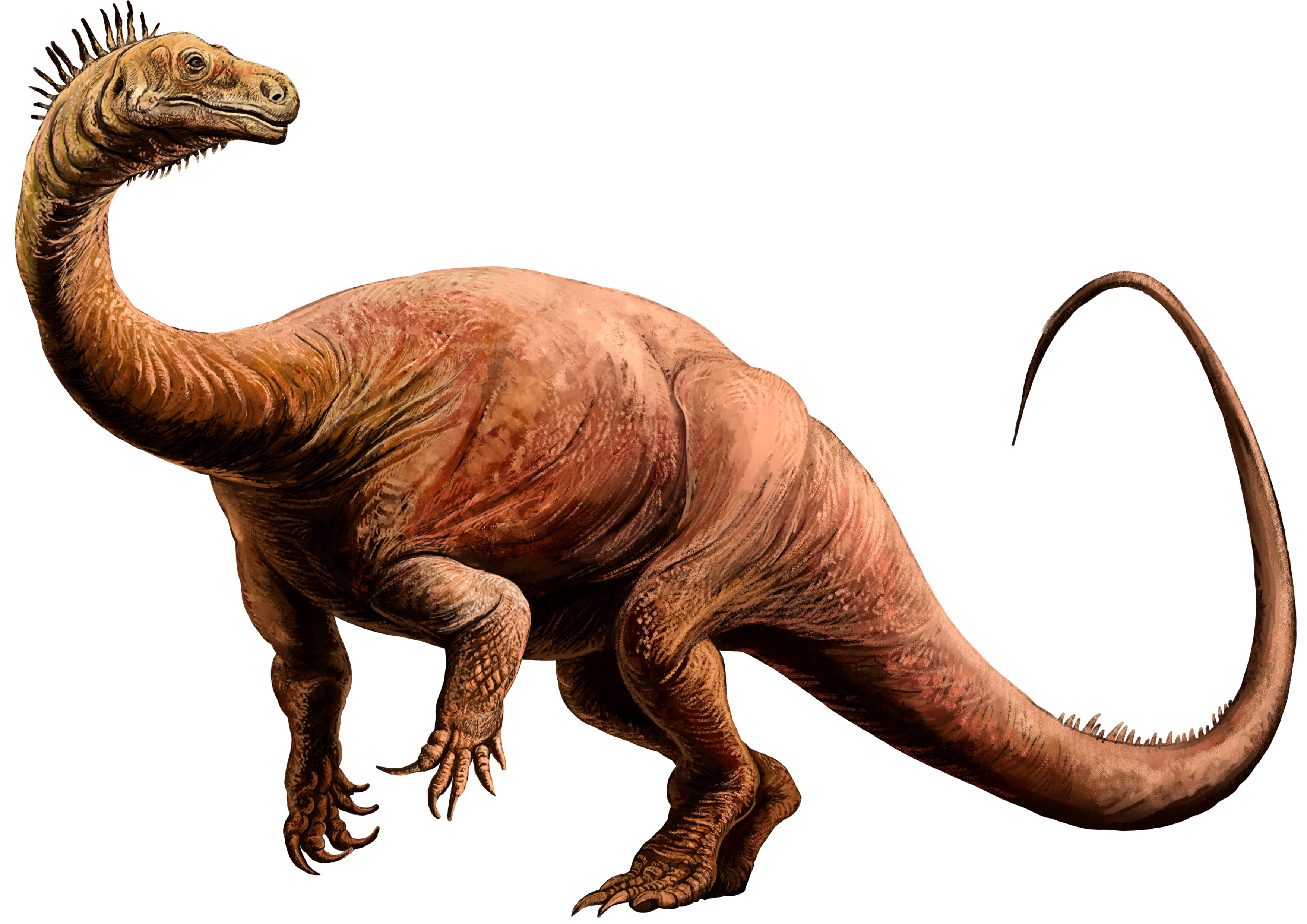 Plateosaurus engelhardti