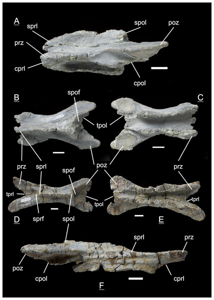 Figure 2: Specimen MSF 11.3.317 (axis) and MSF 11.3.258 (C3). Plateosaurus engelhardti from Frick, Switzerland. Anterior neural arches of late juveniles. A–C: MSF 11.3.317 (axis) in A, left lateral view; B, dorsal view and C, ventral view. Specimen MSF 11.3.317 shows prezygapophyses facets being smaller and shorter than those of the postzygapophyses. The spof is the only fossa developed. D–F: MSF 11.3.258 (C3) in D, dorsal view; E, ventral view and F, right lateral view. The spof in MSF 11.3.258