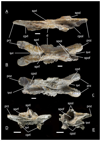 Figure 3: Specimen MSF 11.3.371 (C4). Plateosaurus engelhardti from Frick, Switzerland. Anterior cervical neural arch of a late juvenile. A–E: MSF 11.3.371 (C4) in A, left lateral view; B, dorsal view; C, ventral view; D, anterior view and E, posterior view. A partly preserved diapophysis on the right lateral side is visible. See text for abbreviations. Scale bars measure 1 cm. Download full-size image DOI: 10.7717/peerj.458/fig-3
