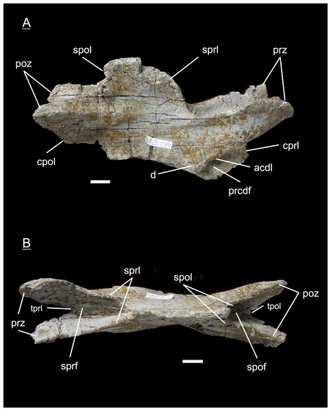 Figure 4: Specimen MSF 11.3.074 (C6). Plateosaurus engelhardti from Frick, Switzerland. Posterior cervical neural arch of a late juvenile. A–B: MSF 11.3.074 (C6) in A, right lateral view and D, dorsal view. Articular facets of the prezygapophyses and postzygapophyses are rough, suggesting a cover by cartilage. The diapophyses are well developed. Specimen MSF 11.3.074 shows tectonic cracks in right lateral view. See text for abbreviations. Scale bars measure 1 cm. Download full-size image DOI: 10