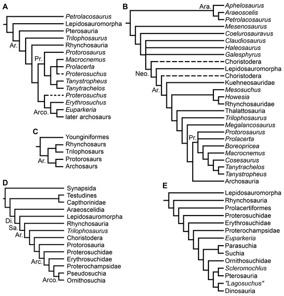 Figure 1: Phylogenetic trees depicting selected previous hypotheses for the higher-level relationships of early archosauromorphs in the period 1985–1996. (A) Benton (1985) ; (B) Evans (1988) ; (C) Chatterjee (1986) ; (D) Gauthier, Kluge & Rowe (1988) ; and (E) Bennett (1996) . Abbreviations: Ar., Archosauromorpha; Ara, Araeoscelidia; Arc., Archosauriformes; Arco., Archosauria; Di., Diapsida; Neo., Neodiapsida; Pr., Prolacertiformes; Sa., Sauria. Download full-size image DOI: 10.7717/peerj.1778/f
