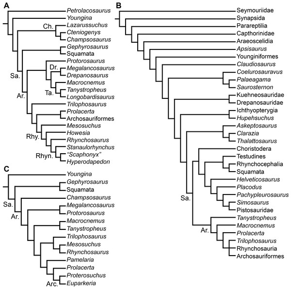Figure 2: Phylogenetic trees depicting selected previous hypotheses for the higher-level relationships of early archosauromorphs in the period 1998–2009. (A) Dilkes (1998) ; (B) Müller (2004) ; and (C) Gottmann-Quesada & Sander (2009) . Abbreviations: Ar., Archosauromorpha; Arc., Archosauriformes; Ch., Choristodera; Dr., Drepanosauridae; Rhy., Rhynchosauria; Rhyn., Rhynchosauridae; Sa., Sauria; Ta., Tanystropheidae. Download full-size image DOI: 10.7717/peerj.1778/fig-2