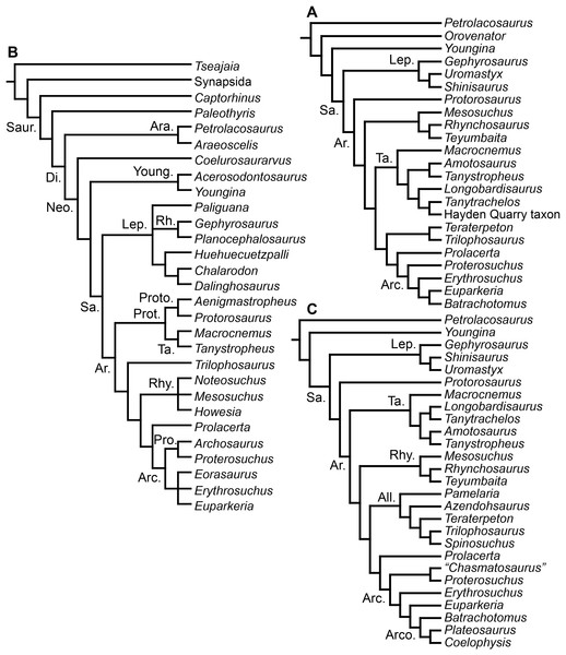 Figure 3: Phylogenetic trees depicting selected previous hypotheses for the higher-level relationships of early archosauromorphs in the period 2014–2015. (A) Pritchard et al. (2015) ; (B) Ezcurra, Scheyer & Butler (2014) ; and (C) Nesbitt et al. (2015) . Abbreviations: All., Allokotosauria; Ar., Archosauromorpha; Ara, Araeoscelidia; Arc., Archosauriformes; Arco., Archosauria; Di., Diapsida; Lep., Lepidosauromorpha; Neo., Neodiapsida; Pro., Proterosuchidae; Prot., Protorosauria; Proto., Protorosa