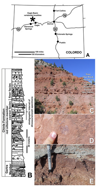 Figure 1: Chinle Formation exposures in the Eagle Basin of northern Colorado. (A) Map of Colorado showing approximate location of localities. (B) Stratigraphic section of the Chinle Formation showing approximate stratigraphic interval of dinosauromorph localities (modified from Derby Junction section of Dubiel, 1992 : fig. 4). (C) Exposures of the red siltstone member along the Colorado River north of I-70 at 13S 033415 4412881 NAD 27 showing the approximate division between the coarser facies s