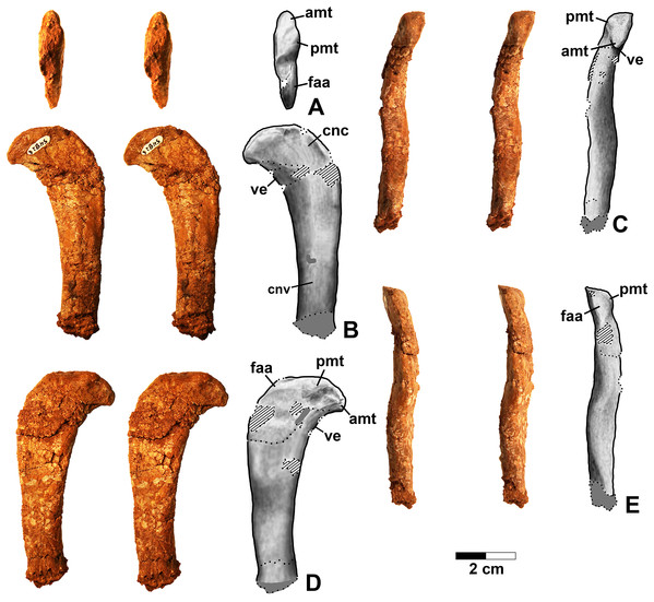 Figure 2: Dromomeron romeri voucher specimen (DMNH EPV.54826), proximal left femur, stereopairs, and interpretive drawings. (A) Proximal view, (B) anterolateral view, (C) anteromedial view, (D) posteromedial view, (E) posterolateral view. See text for abbreviations. Scale bar = 2 cm. Download full-size image DOI: 10.7717/peerj.7551/fig-2
