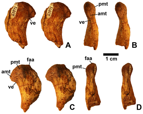 Figure 3: Dromomeron romeri (DMNH EPV.63873), proximal right femur, labeled steropairs. (A) Anterolateral view, (B) anteromedial view, (C) posteromedial view, (D) posterolateral view. See text for abbreviations. Scale bar = 1 cm. Download full-size image DOI: 10.7717/peerj.7551/fig-3