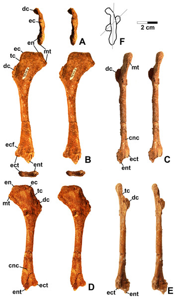 Figure 4: Dromomeron romeri (DMNH EPV.29956), right humerus, labeled stereopairs. (A) Proximal view, (B) anterior view, (C) medial view, (D) posterior view, (E) lateral view, (F) proximal view showing angle of torsion between long axes of proximal and distal ends, gray lines represent the long axes of the proximal and distal ends. See text for abbreviations. Scale bar = 2 cm. Download full-size image DOI: 10.7717/peerj.7551/fig-4