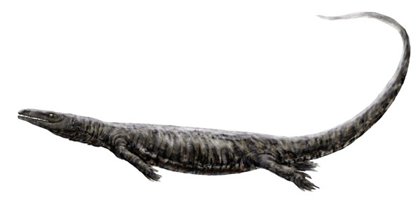 Prognathodon overtoni skull at the Royal Tyrrell Museum, Canada. A species close to P. saturator that shares the robust jaw morphology and blunt-tipped teeth.