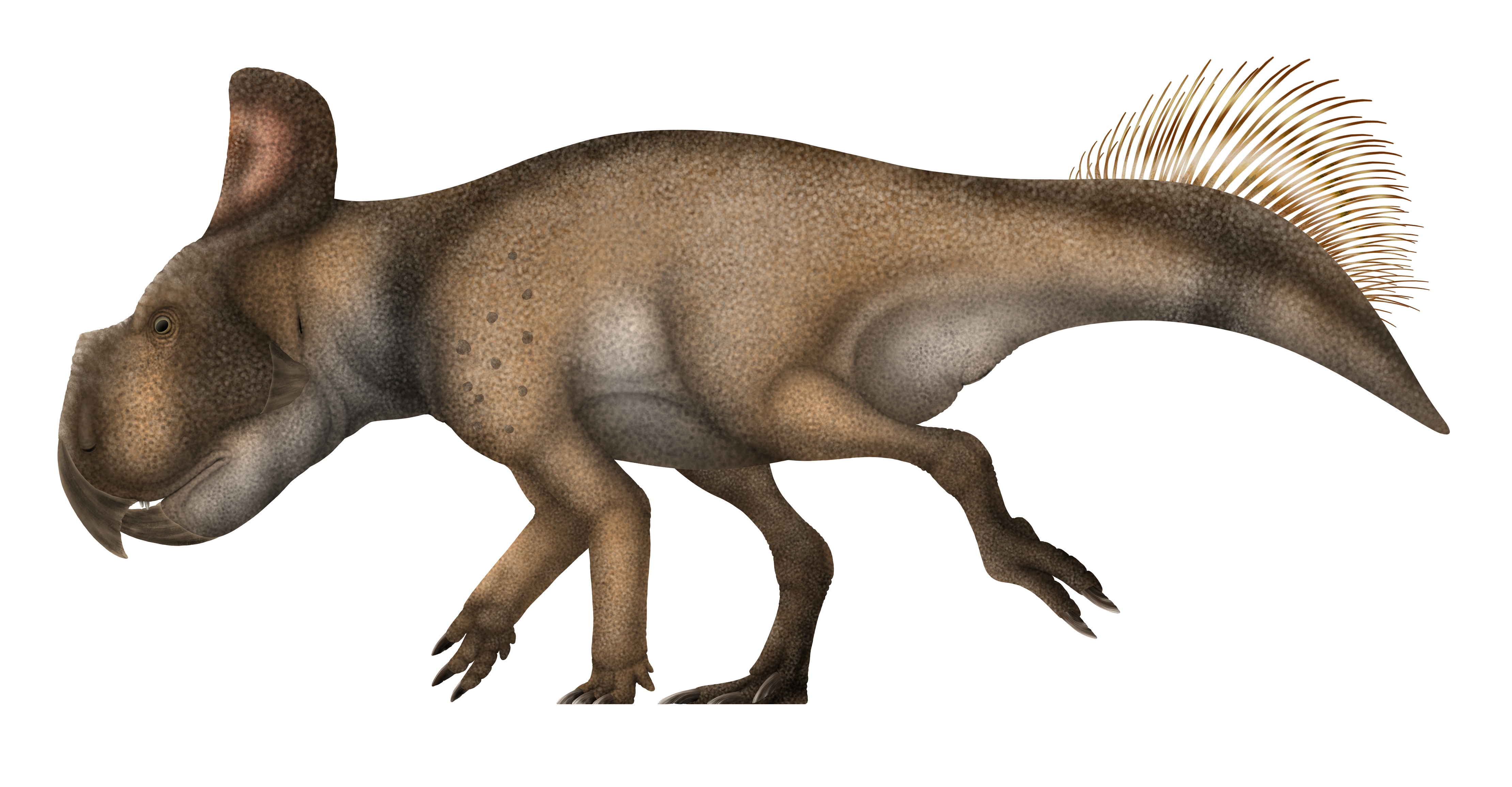 Protoceratops