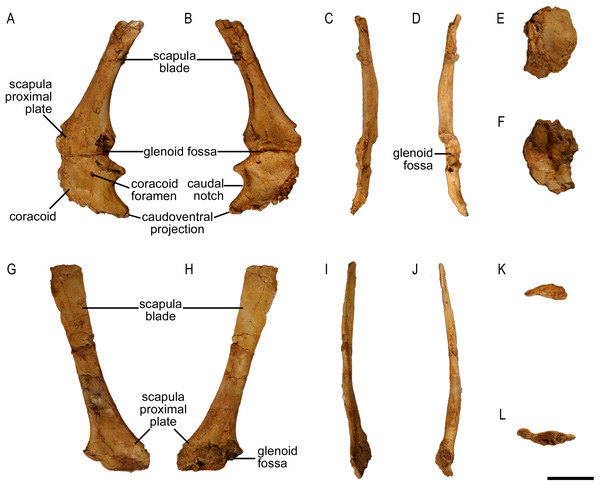Figure 2: Scapula of Protoceratops andrewsi (ZPAL MgD-II/3, subadult). (A–D) Left scapula associated with coracoid in (A) lateral, (B) medial, (C) dorsal, and (D) ventral views. (E and F) Right coracoid in (E) lateral and (F) medial views. (G–L) Right scapula in (G) lateral, (H) medial, (I) dorsal, (J) ventral, (K) proximal, and (L) distal views. Scale bar: three cm. Download full-size image DOI: 10.7717/peerj.7324/fig-2