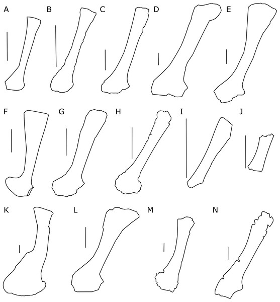 Figure 3: Scapula outlines. Right scapula outline in basal Ceratopsia, lateral view. (A) Hatchling of Protoceratops andrewsi MPCD-100/530; (B) juvenile of P. andrewsi AMNH 6419; (C) subadult P. andrewsi ZPAL MgD-II/3; (D) adult P. andrewsi AMNH 6418; (E) adult P. andrewsi AMNH 6424; (F) Yinlong downsi IVPP V14530; (G) Psittacosaurus mongoliensis NHMW 1998z0064/0001; (H) Graciliceratops mongoliensis ZPAL MgD-I/156; (I) Breviceratops kozlowskii ZPAL MgD-I/117; (J) Archaeoceratops yujingziensis CAS