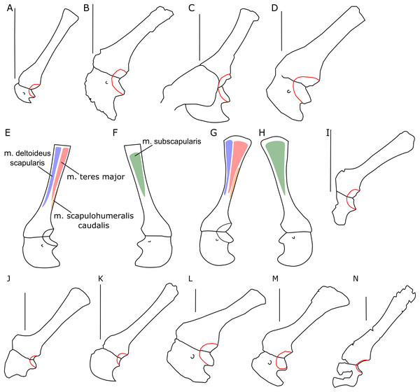 Figure 4: Scapulocoracoid outline. Left scapulo-coracoid outline in basal Ceratopsia, lateral view (A–D, I–N) and muscle attachment areas on scapula-coracoid of Protoceratops andrewsi (E–H). (A) Juvenile of P. andrewsi AMNH 6419; (B) subadult P. andrewsi ZPAL MgD-II/3; (C) adult P. andrewsi AMNH 6418; (D) adult P. andrewsi AMNH 6471; (E and F) muscle attachment areas on ZPAL MgD-II/3 scapulo-coracoid in (E) lateral and (F) medial view; (G and H) muscle attachment areas on adult P. andrewsi (AMNH
