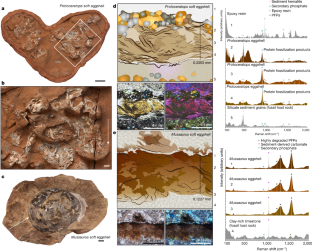 Fig. 1: Photographs, histology and Raman spectroscopy of Protoceratops and Mussaurus soft eggshells.