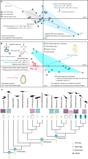 Fig. 2: Biomineralization and evolution of hard- and soft-shelled eggs.