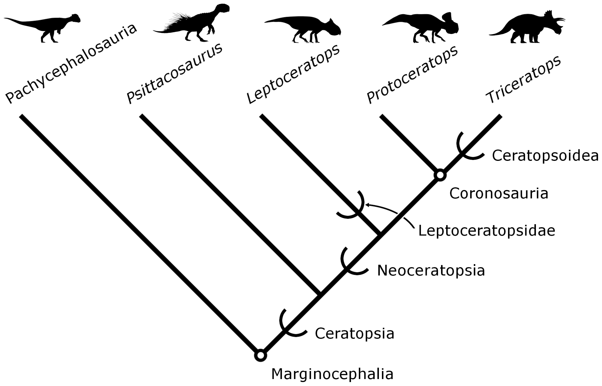 Figure 1. Summary phylogeny of Ceratopsia with nomenclatural conventions used in this paper.