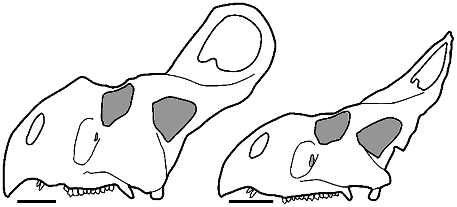 Fig 1. Hypothetical large “male” at left (AMNH 6438) and hypothetical large “female” at right (AMNH 6466).