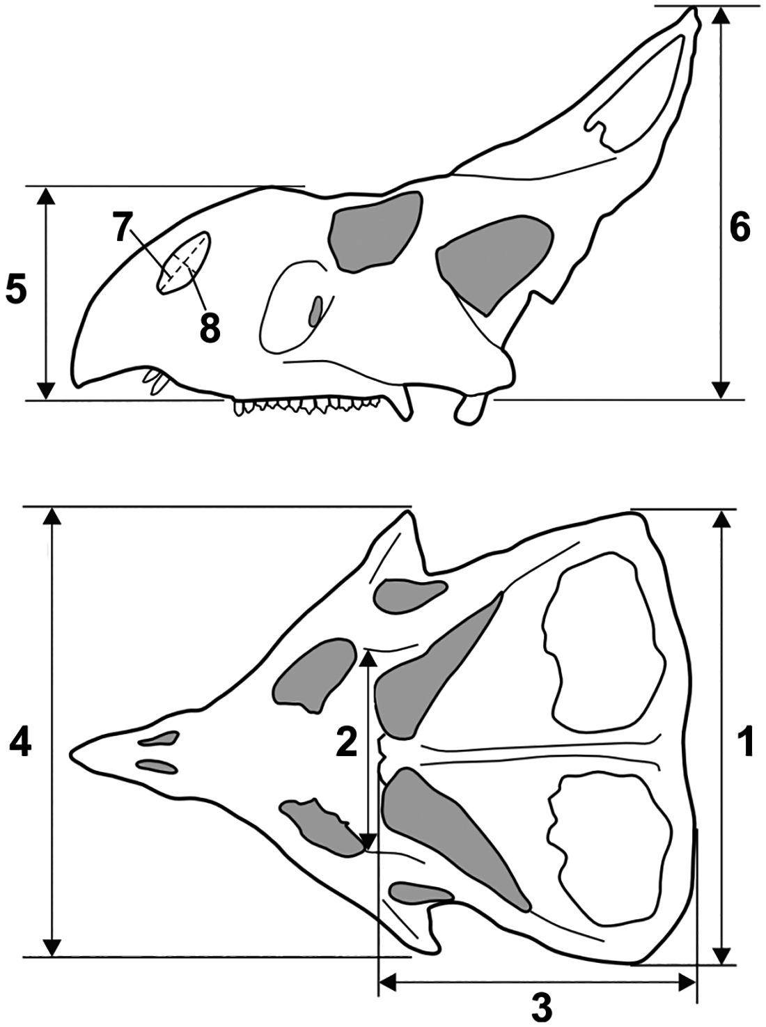 Fig 2. Linear measurements measured on skull.