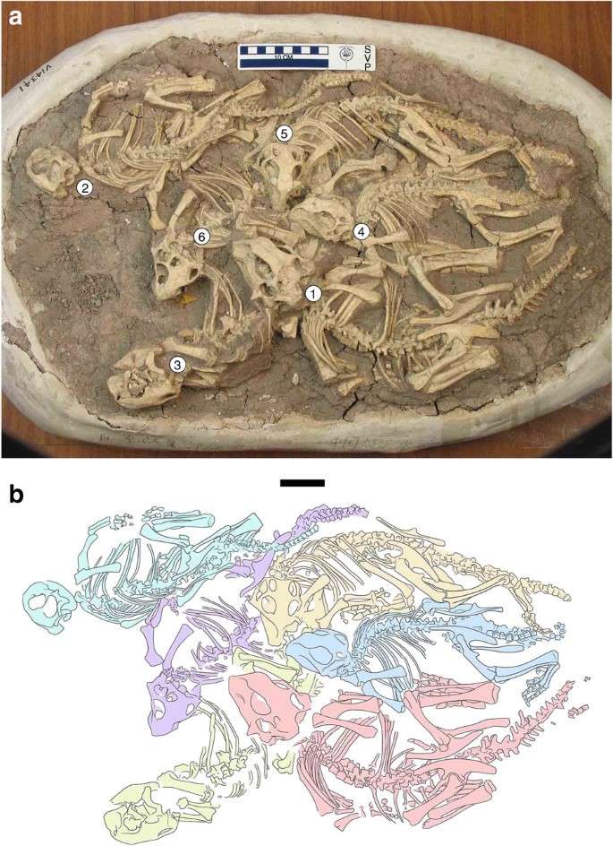 Figure 1: Cluster of six juvenile Psittacosaurus from the Lower Cretaceous of China.