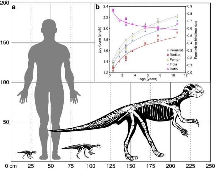 Figure 3: Growth and postural change in Psittacosaurus .