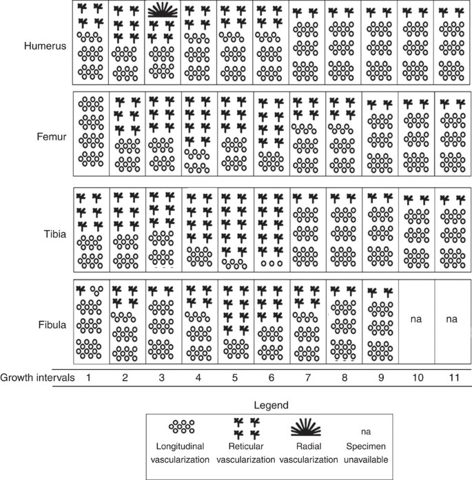Figure 4: Bone vascularization patterns during ontogeny in Psittacosaurus .