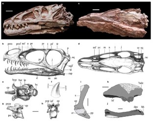 Figure 1: Dilong paradoxus.
