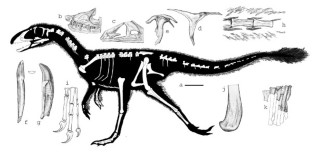 Figure 2: IVPP V11579.