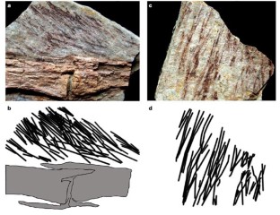 Figure 3: Integumentary structures of IVPP V11579.
