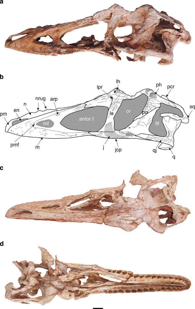 Figure 1: Holotype skull of Qianzhousaurus sinensis gen. et sp. nov. (GM F10004-1).