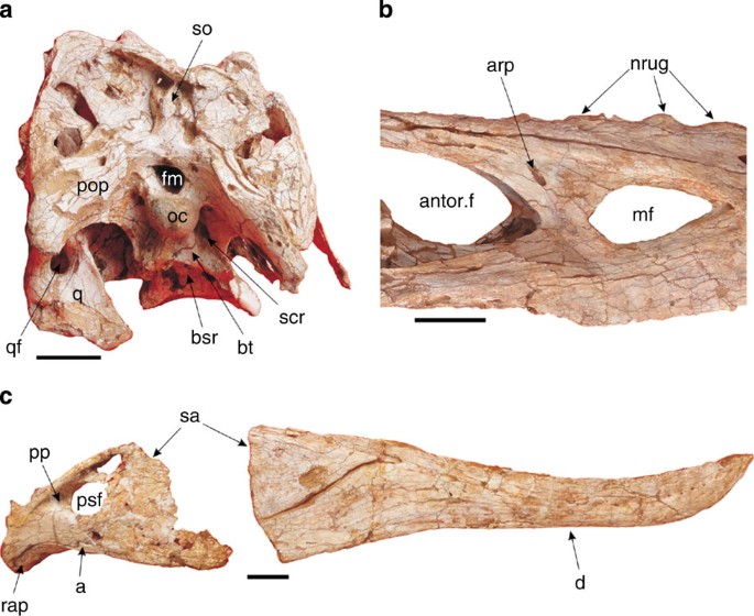 Figure 2: Holotype skull of Qianzhousaurus sinensis gen. et sp. nov. (GM F10004-1).