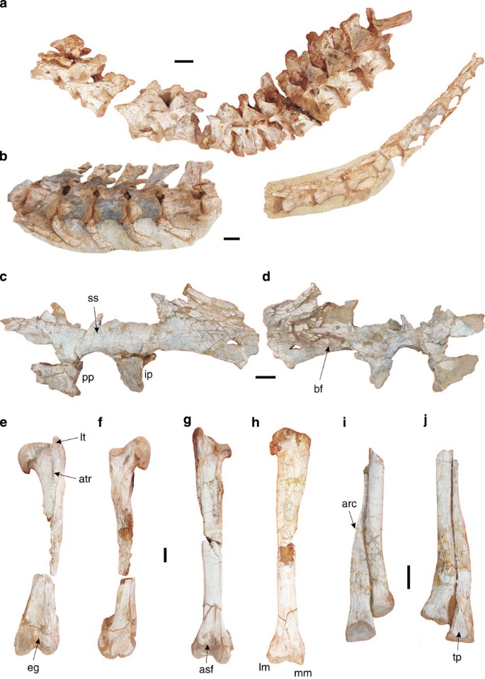 Figure 3: Holotype postcranium of Qianzhousaurus sinensis gen. et sp. nov. (F10004-2~GM F10004-8).