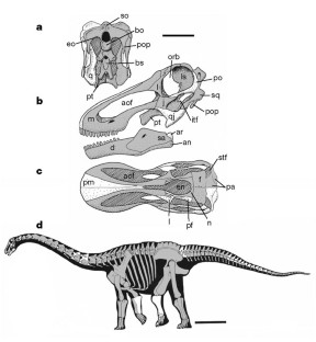 Figure 1: Rapetosaurus krausei from the Upper Cretaceous Maevarano Formation of Madagascar.