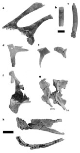 Figure 2: Rapetosaurus krausei cranial elements.