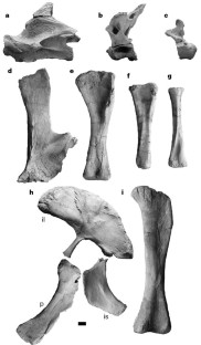 Figure 3: Rapetosaurus krausei postcranial elements, all from referred juvenile skeleton (FMNH PR 2209).