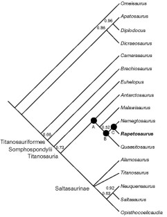 Figure 4: Cladogram showing phylogenetic position of Rapetosaurus krausei based on strict consensus of the two most parsimonious trees (447 steps; consistency index = 0.5481; rentention index = 0.6189) generated by a branch and bound search in PAUP* (v.4.0b2a) 31 .