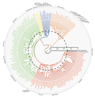 Figure 1: Partial representation of the mammalian supertree showing the relationships among the families (following ref. 23 ).