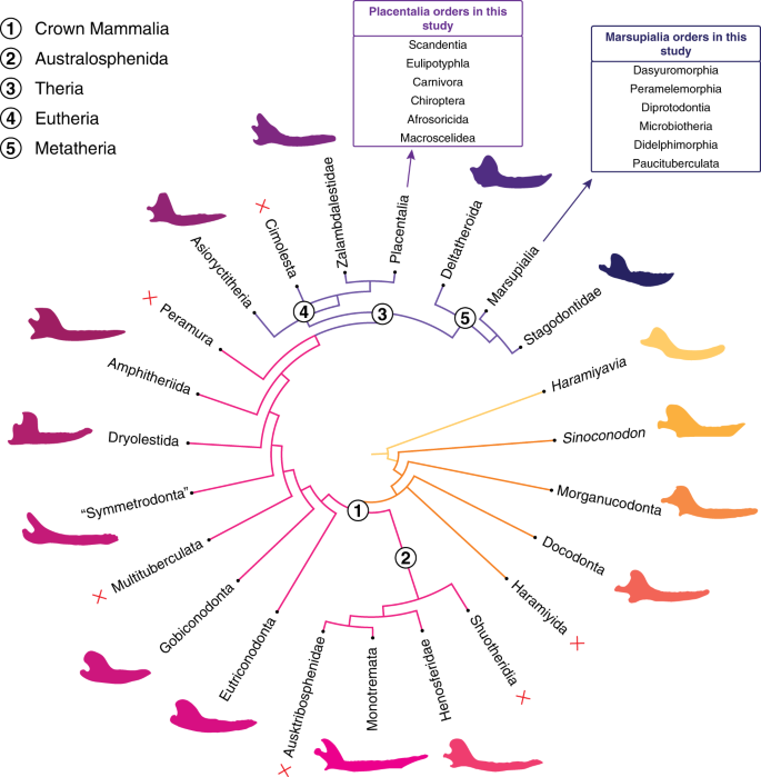 Fig. 1: Summary of the phylogeny used in this study.