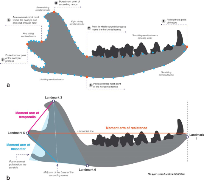 Fig. 2: Data acquired from the jaws of Mesozoic and extant small mammals.