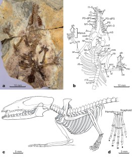 Figure 1: Holotype specimen of Juramaia sinensis , Beijing Museum of Natural History (BMNH) PM1343B.