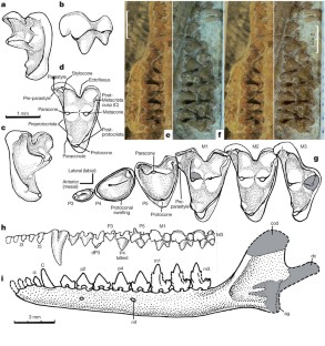 Figure 2: Dental and mandibular features of Juramaia sinensis (BMNH PM1343B).