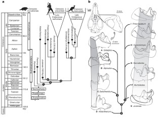 Figure 3: Time-calibrated phylogeny of the eutherian Juramaia among other boreosphenidan mammals, and comparative morphology of some key molar features.