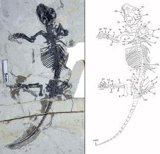 Figure 1: The skeleton of the new mammal Liaoconodon hui (dorsal view of the holotype, IVPP V16051, Institute of Vertebrate Paleontology and Paleoanthropology, Beijing).