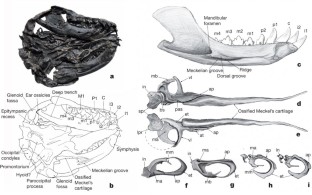 Figure 2: Skull and ear ossicles of Liaoconodon hui (IVPP V16051).