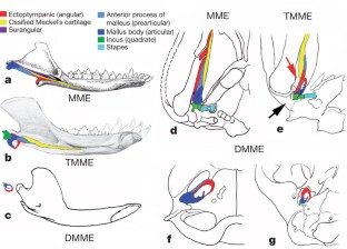 Figure 3: Morphological transference of mammalian middle ear.